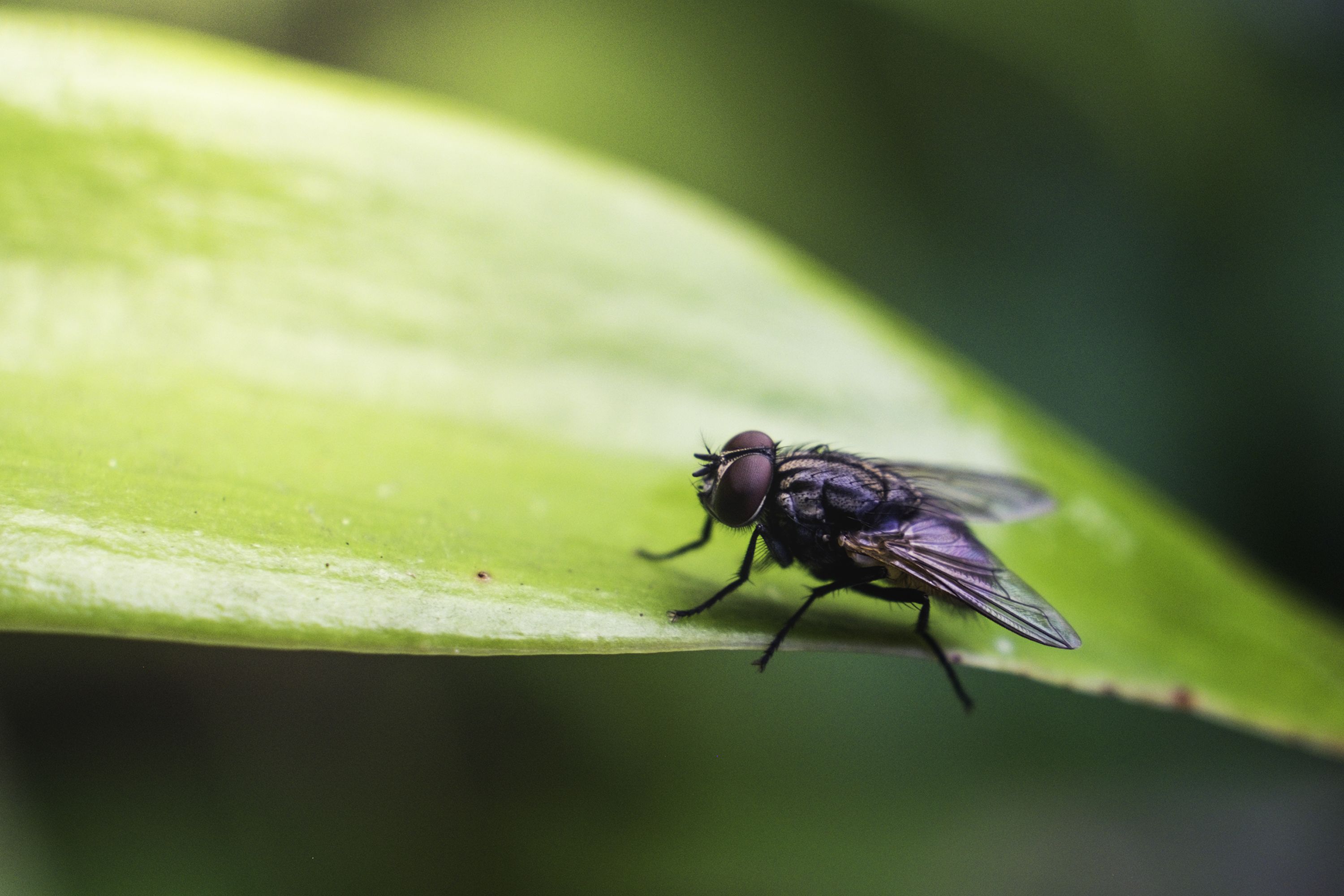 get rid of house flies