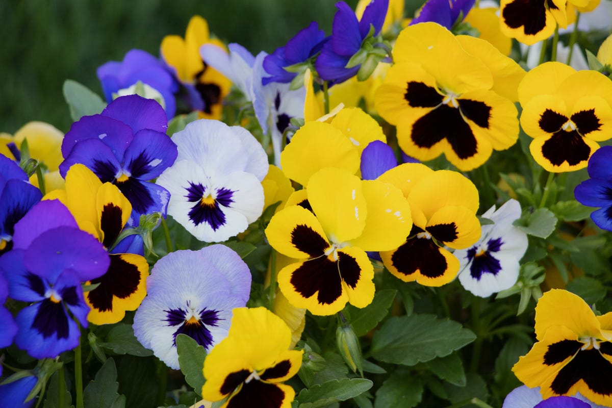 Best time to plant pansies information