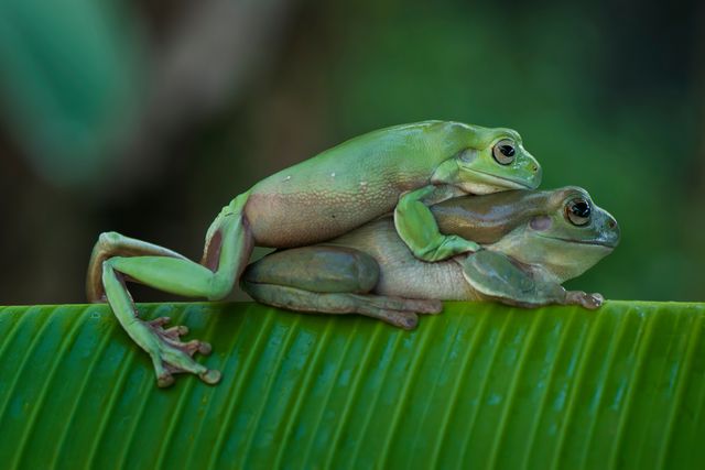 frogs mating on a banana leaf
