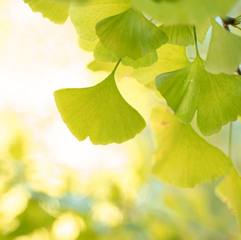 close up of ginkgo leaves