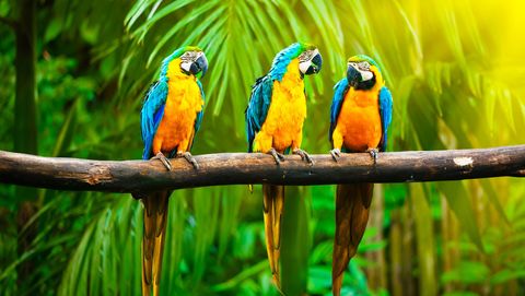 drie papegaaien zitten op een stokje