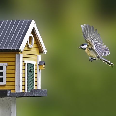 Close-Up Of Great Tit Flying By Birdhouse