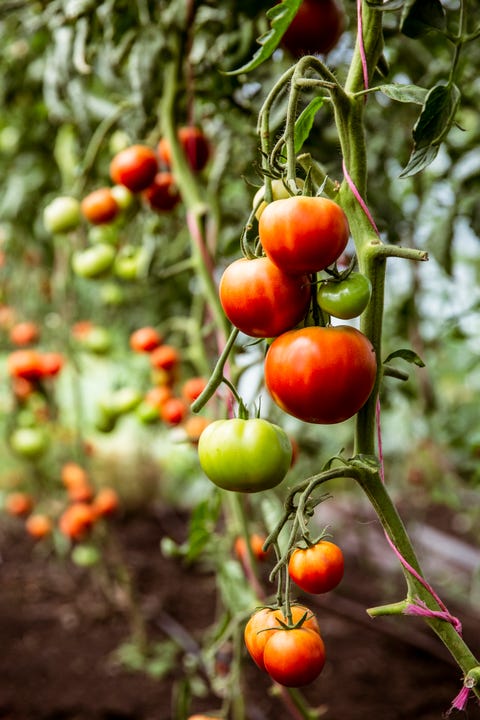 green and red tomatoes