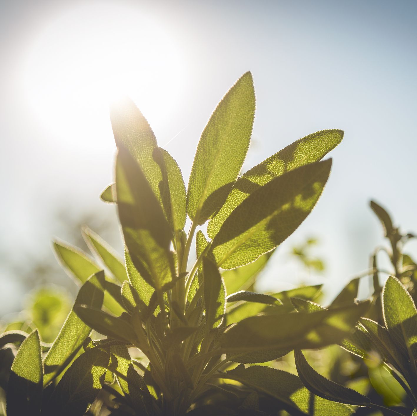 It Turns Out, Photosynthesis Only Takes One Photon