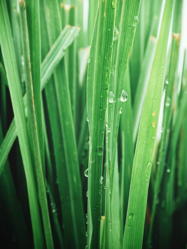 close up of green vetiver grass