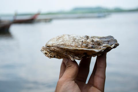 症状 牡蠣 あたる