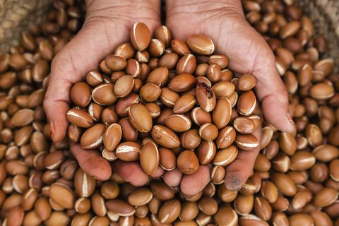 Close up of hands holding argan oil nuts