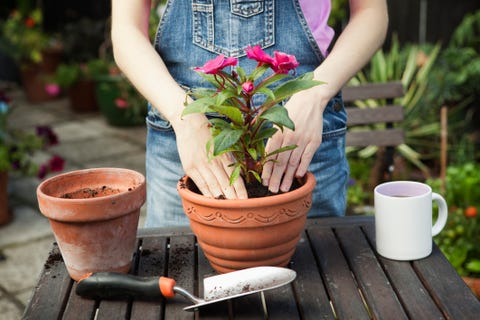 close up of hands repotting plant