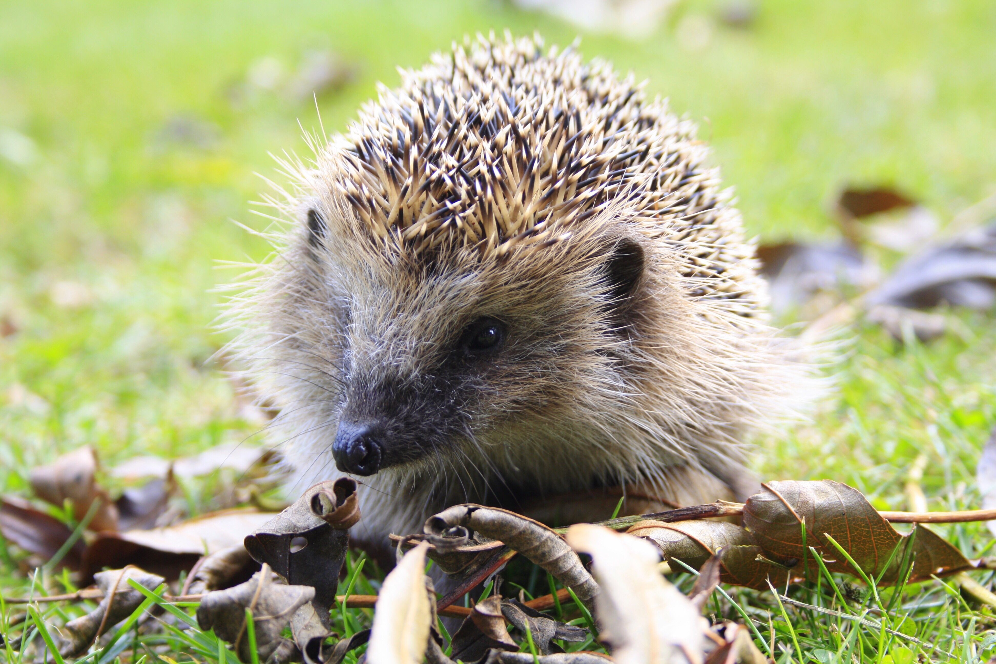 Late Born Baby Hedgehogs Could Struggle To Survive Winter