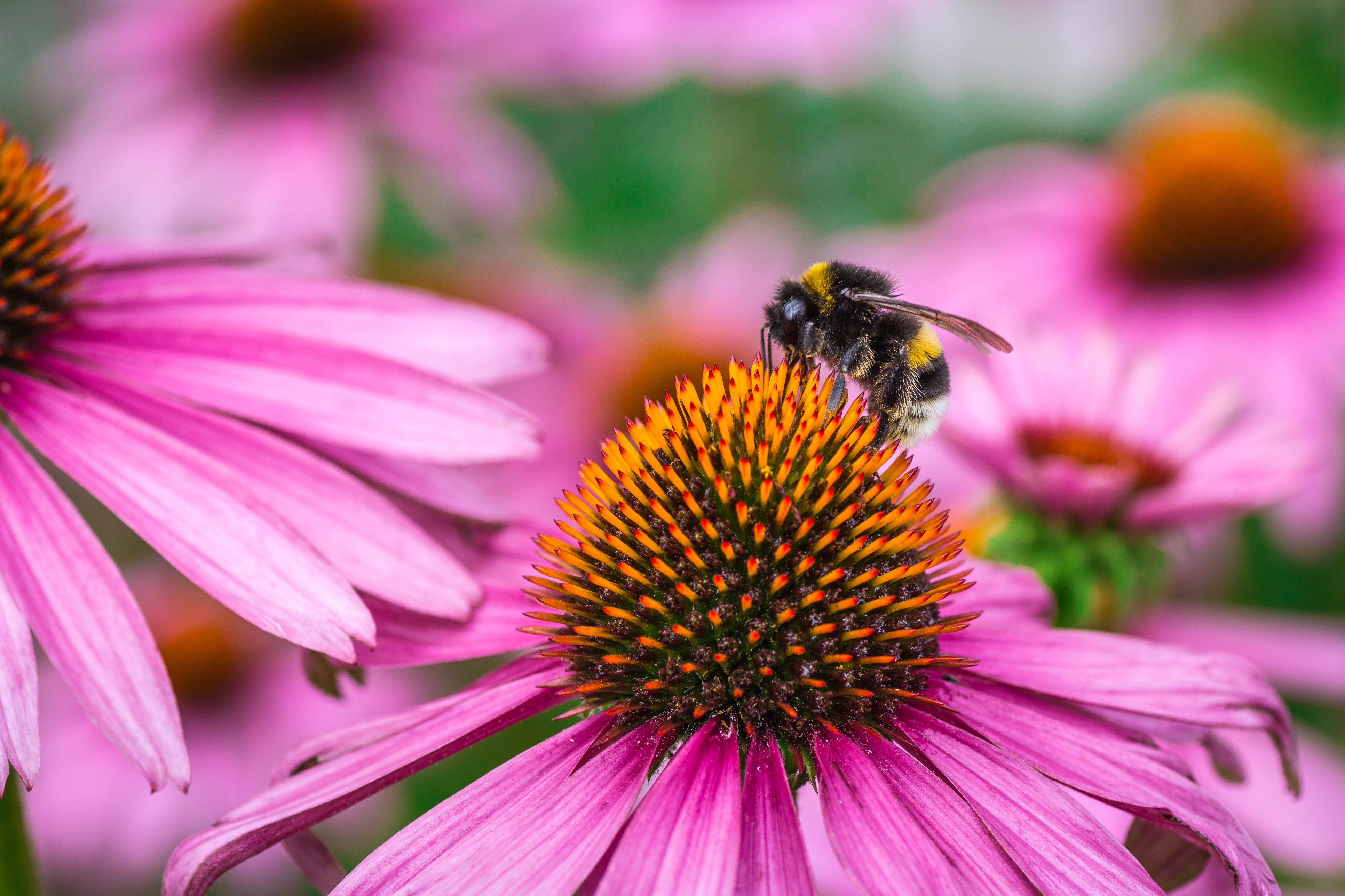 Abeja de la miel polinizando en la coneflora púrpura oriental