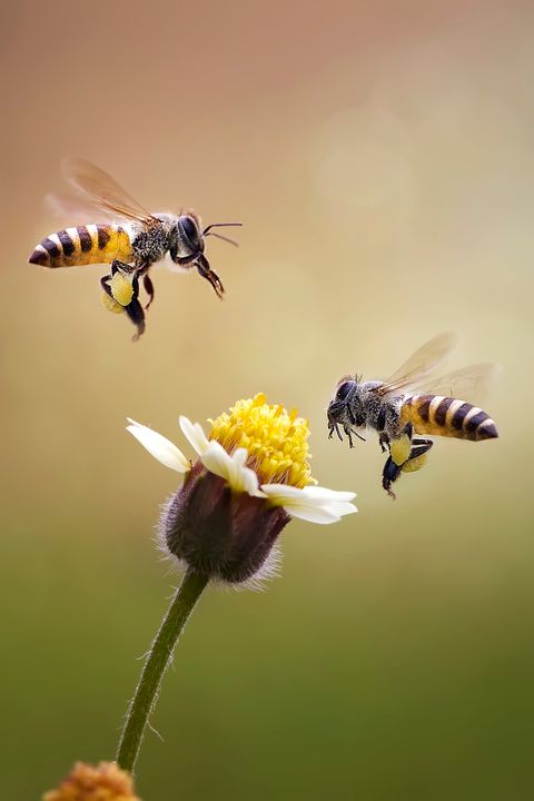 Close-Up Of Honey Bees Buzzing On Flower