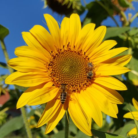 Close-Up Of Honey Bees Pollinating On Sunflower