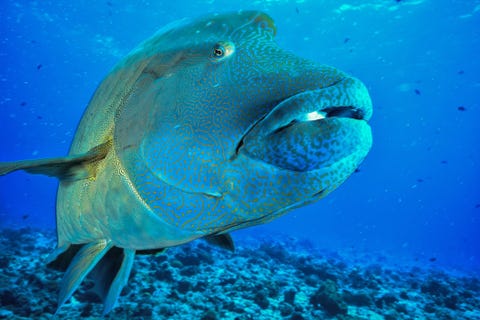 Close-Up Of Humphead Wrasse Swimming In Sea