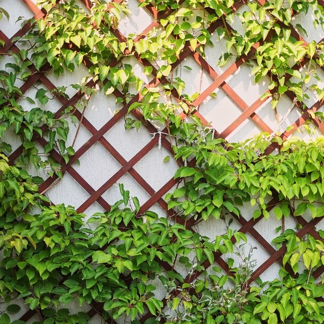 Ivy Is Best Plant For Cooling Buildings Reducing Humidity - Best Wall Climbing Plants Uk