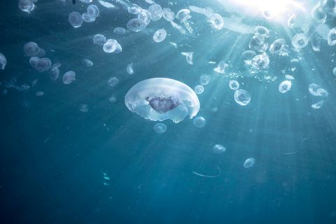 Close-Up Of Jellyfish Swimming In Sea
