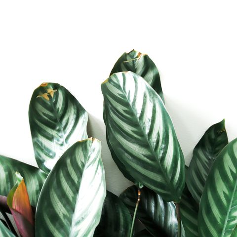 Close-Up Of Leaves Against White Background