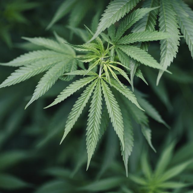 closeup of marijuana plant growing outdoors