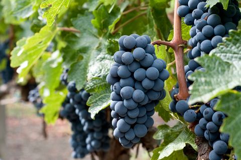 Plan de raisins merlot sur vigne