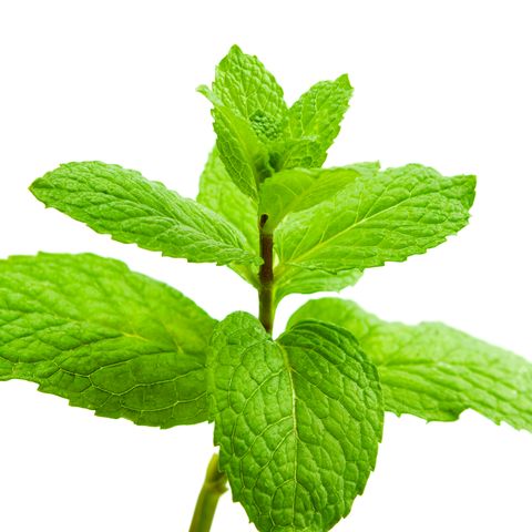 Close-Up Of Mint Leaves Against White Background