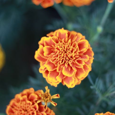 close up of orange marigold flower