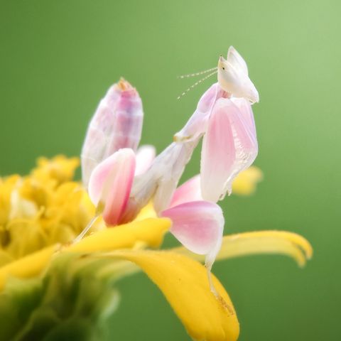 orchid mantis on yellow flowers blooming outdoors