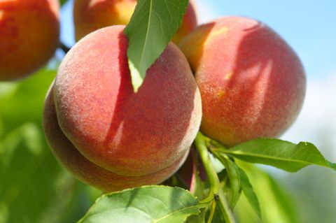 Close up of peaches on a tree ripening in the sun