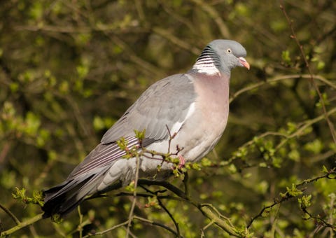 Close-Up Of Pigeon Perching On Tree