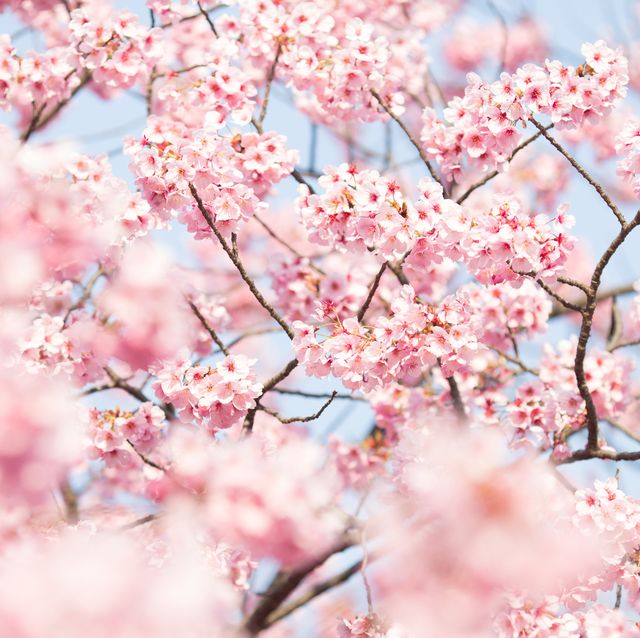 closeup of pink cherry blossom tree