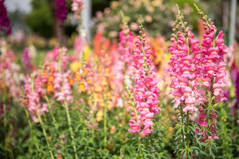 what to grow in november snapdragon