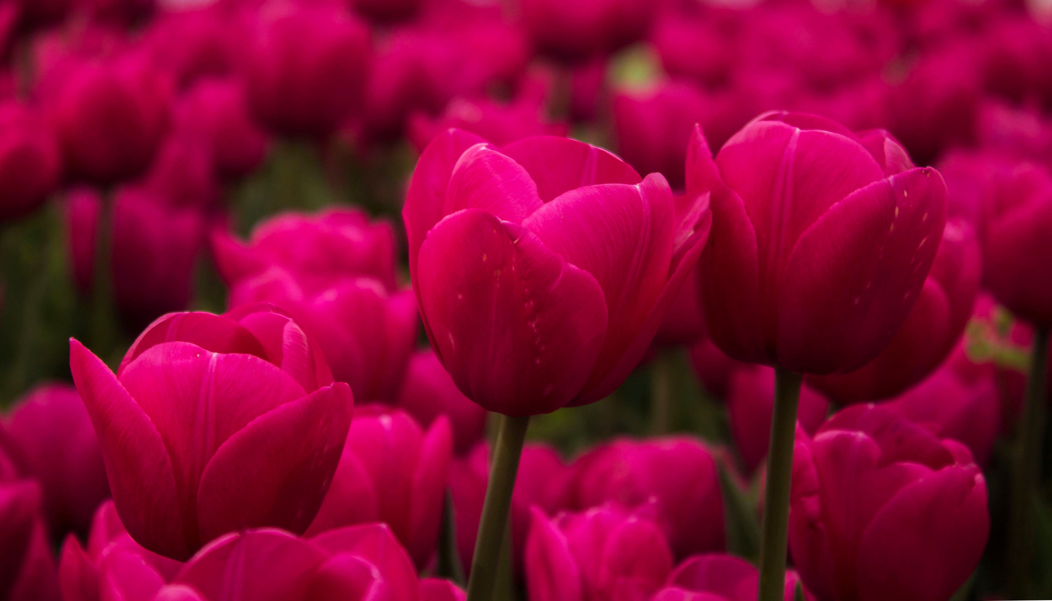 hot pink spring flowers