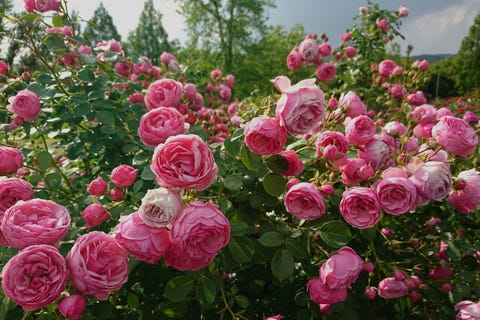 Close-Up Of Pink Roses Close-Up Mawar Merah Muda