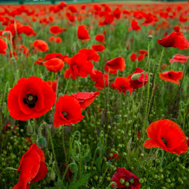 close up of poppies blooming on field against sky
