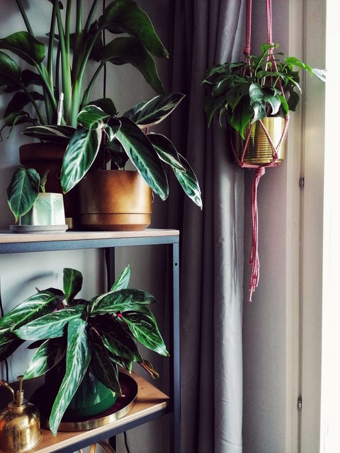 close up of potted plant by window at home