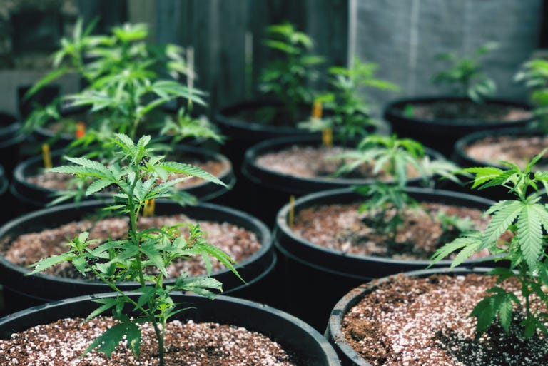 Close-Up Of Potted Plants