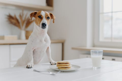 Close up d'un chiot avec un petit-déjeuner sur la table à la maison