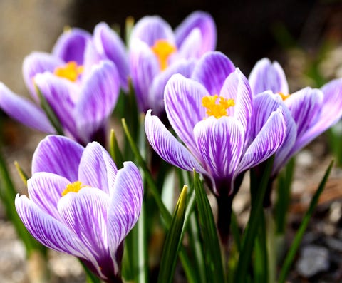Close-Up Of Purple Crocus Blooming Outdoors Close-Up Of Purple Crocus Blooming Outdoors