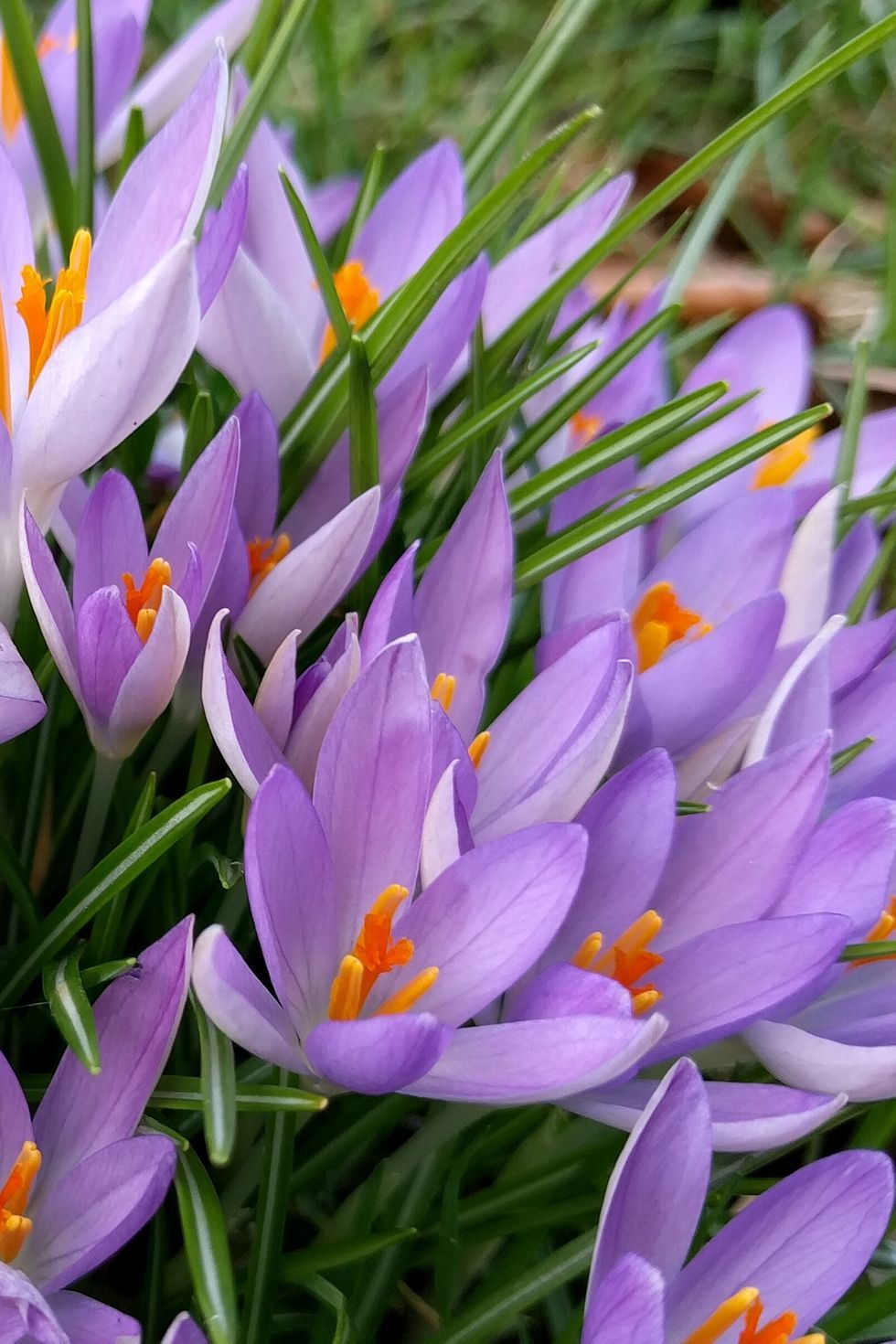 バレンタインに花をプレゼントしよう 愛を意味する花など 男性こそ知っておくべき花言葉辞典