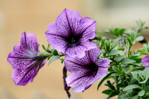 Close-Up Of Purple Petunias