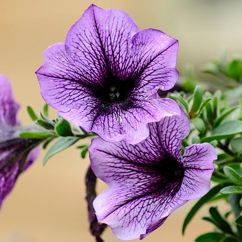 Close-Up Of Purple Petunias Close-Up Of Purple Petunias