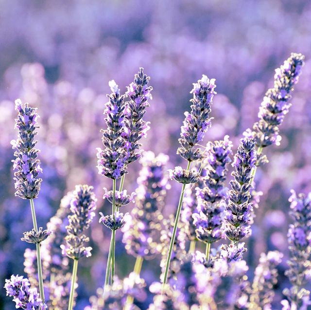 close up of purple flowering plants on field