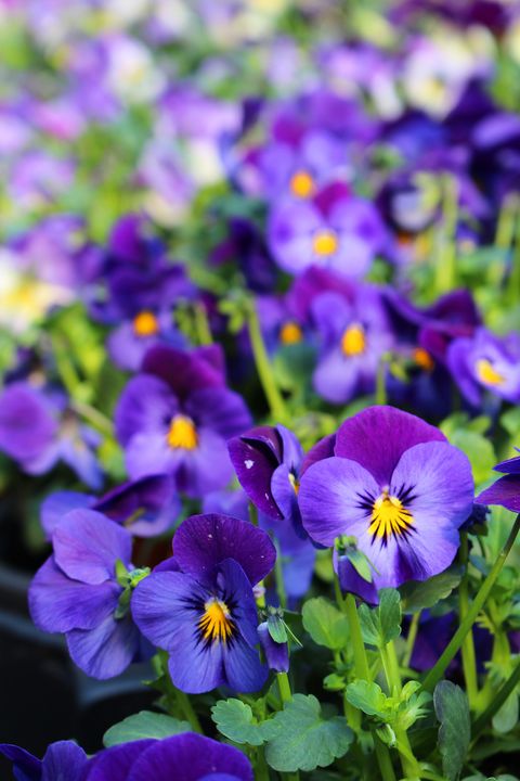 close
up of purple flowering plants