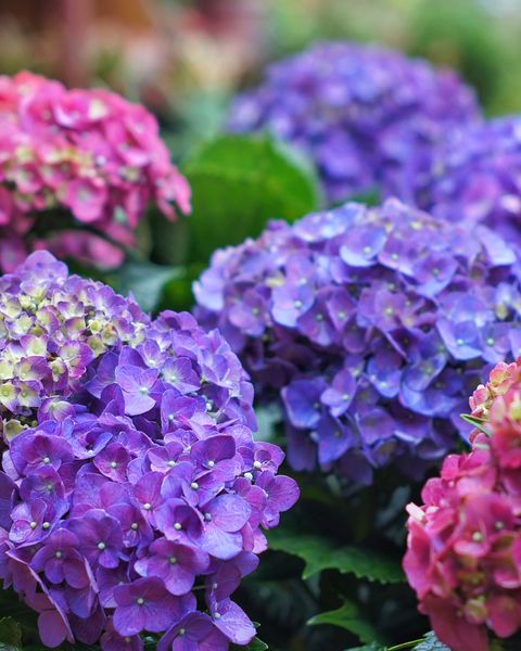 20 Best Low Maintenance Flowers For Your Garden Easy Annuals Perennials And Potted Plants