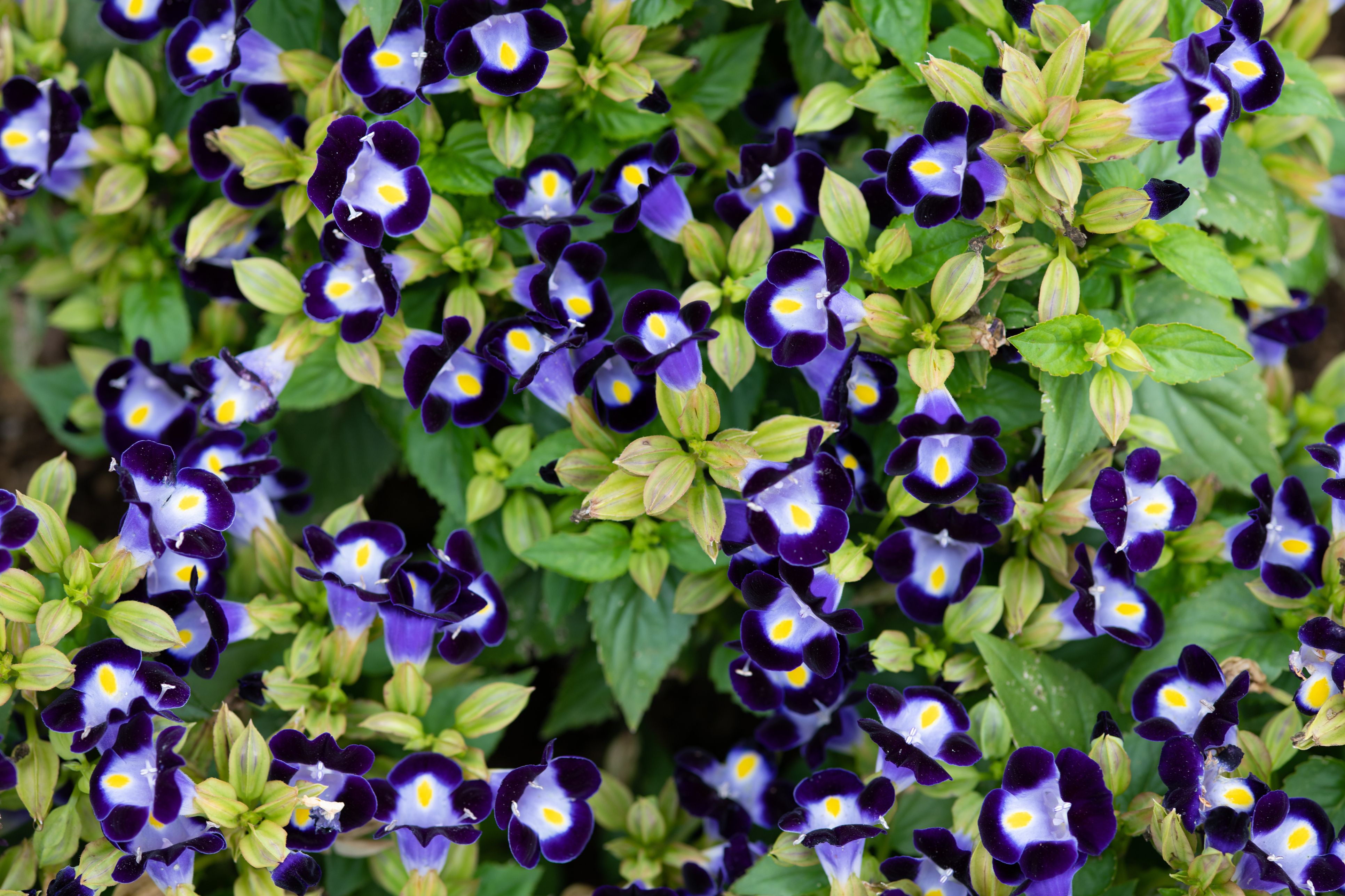 20 Best Annuals For Shade Plants Flowers For Low Light Gardens