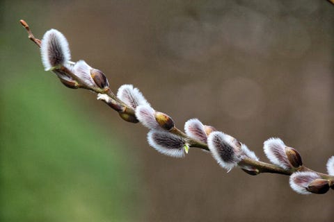 15 Best Early Spring Flowers Early Blooming Spring Flowers For Your Garden 15 Best Early Spring Flowers Early Blooming Spring Flowers For Your Garden