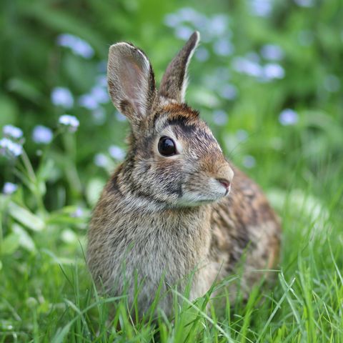 Close-Up Of Rabbit On Grass