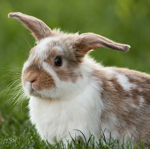 Close-Up Of Rabbit Sitting On Grassy Field