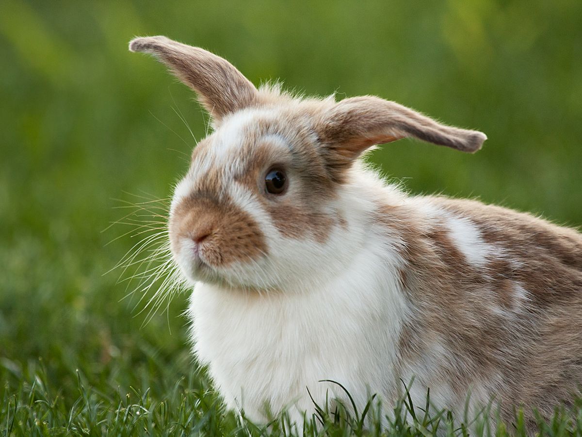 Pet Rabbits Not Given The Care They Need, New Study Has Found