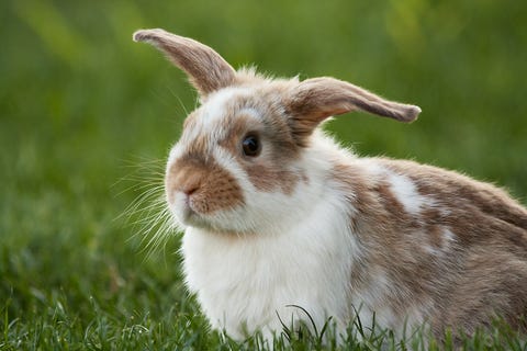 20 Adorable Rabbits and Guinea Pigs Need Fostering - Blue Cross