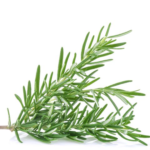 Close-Up Of Rosemary Against White Background
