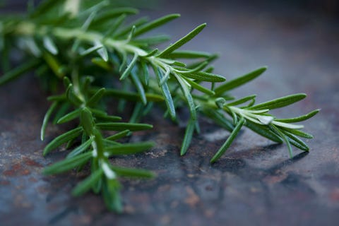 Close up of rosemary leaves